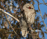 Chouette Rayée (Barred Owl 