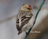 Sizerin Blanchâtre / Hoary Redpoll