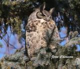 Grand Duc dAmérique - Great Horned Owl       
