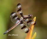 La gracieuse Libellule / Dragonfly