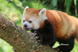 Panda roux ( Zoo Granby)