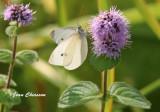 Piride du chou - Cabbage White