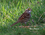 Bruant A Gorge Blanche / White - throated Sparrow 