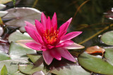 Fleurs sauvages et couleurs - Wildflower and colors