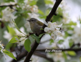 Paruline Obscure / Tenessee Warbler