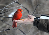 A Bird In The Hand