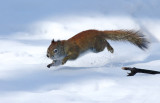 More Red Squirrel Action