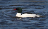 Common Merganser Drake