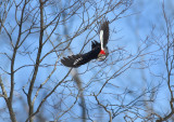 Pileated (f) Swan Dive