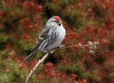 Proud To Be A Redpoll:-)