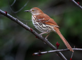 Brown Thrasher