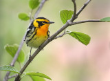 Blackburnian Warbler