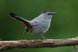 Grey Catbird(m)