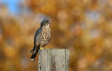 Fall Falcon