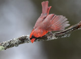 Cardinal Fanfare