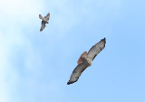 Merlin Chases Red Tail Hawk