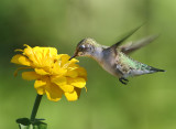 Hummer In The Zinnia
