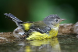 Warblers Vireos And Kinglets
