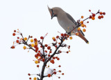Waxwings