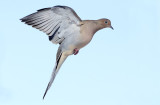 Mourning Flight