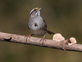 Several Sparrow Species