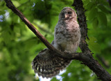 Barred Owlet Wave