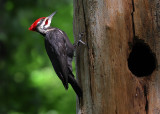Nothing But Woodpeckers In Here