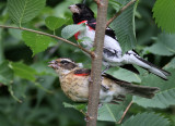 Three Grosbeaks
