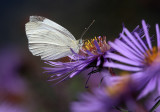 Cabbage White On Asters