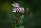 Floral Arrangement