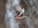 Flying Finch