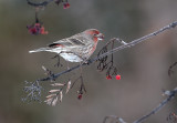 House Finch (m)