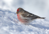 The Redpolls Are Here