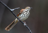 Brown Thrasher