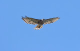 Red Shouldered X Red Tailed Hybrid Hawk