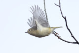 Ruby Crowned Kinglet