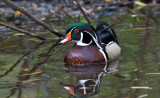 Wood Duck