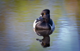 Ring-Necked Duck