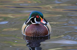 Wood Duck