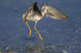 Yellow Legs Bird