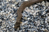 IMG_1890.JPG
