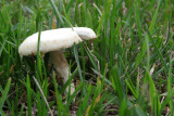 IMG_2589.JPG