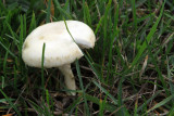 IMG_2590.JPG