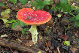 IMG_2678.JPG