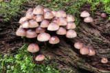 IMG_2682.JPG