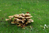 IMG_2717.JPG