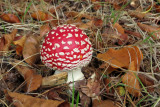 IMG_2763.JPG