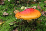 IMG_2776.JPG