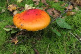 IMG_2778.JPG