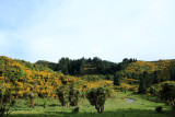 Rakaia Gorge